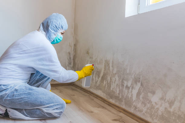 Licensed Basement Mold Remediation service in Scotch Plains, NJ - Car Mold Remediation