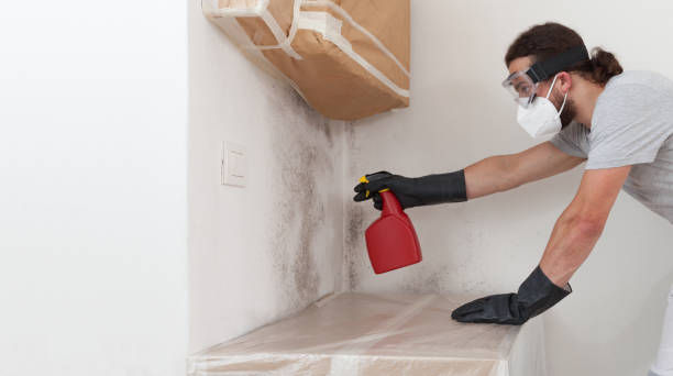 Professional Basement Mold Remediation technician working in Scotch Plains, NJ
