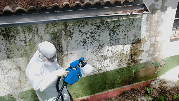 Top rated local Basement Mold Remediation specialists in Scotch Plains, NJ